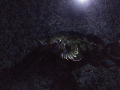 千守西側にてガシラGET(夜釣)