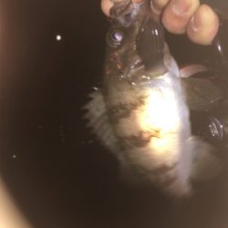 アジング メバリング