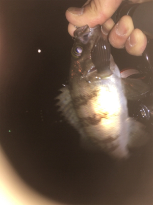 アジング メバリング