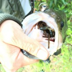 友人とブラックバス