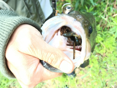 友人とブラックバス