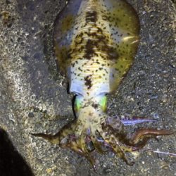 諦めムードからの