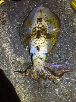 諦めムードからの