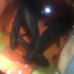 釣れれば牛乳パックサイズ!