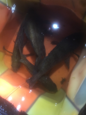 釣れれば牛乳パックサイズ!