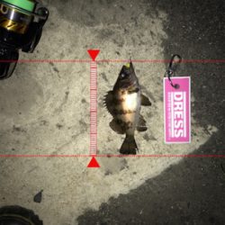 メバル活性低し