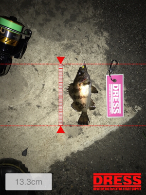 メバル活性低し