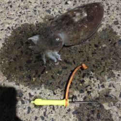 コウイカ釣行