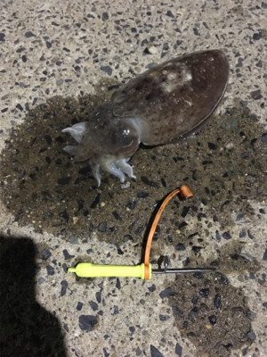 コウイカ釣行