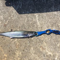 ハマチピキイチ   サゴッシー