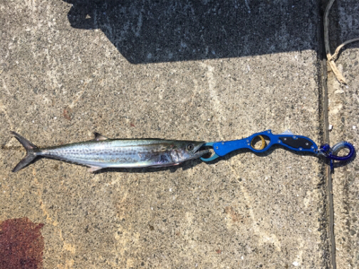 ハマチピキイチ   サゴッシー