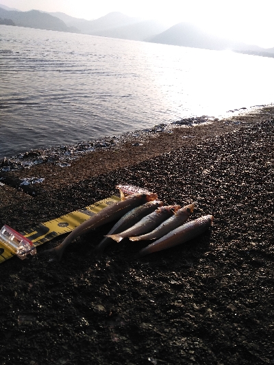 久美浜でキス釣り