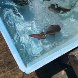 今年第1号（≧∇≦）