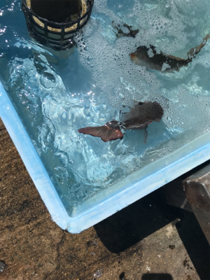 今年第1号（≧∇≦）