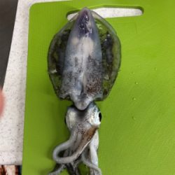 ぼうず？セーフ？