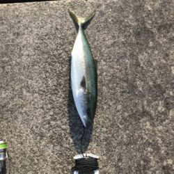 夕方からの釣行