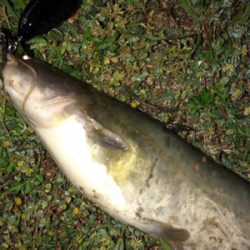 初夏のトップウォーター