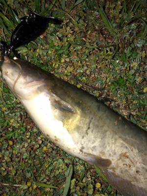 初夏のトップウォーター