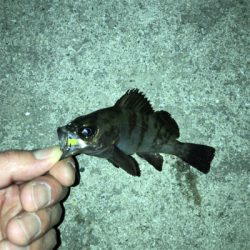 メバルダメシーバス活性高し