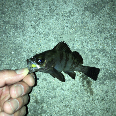 メバルダメシーバス活性高し