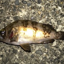 何処にいった！？