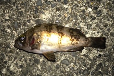 何処にいった！？