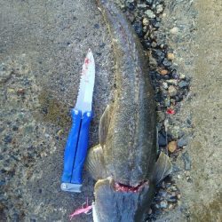 ジギングでマゴチ