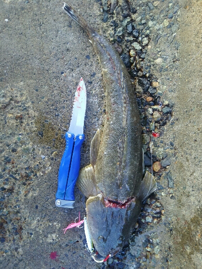 ジギングでマゴチ