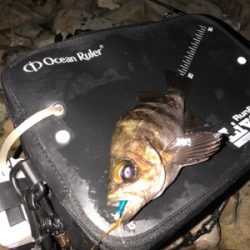 第5回鳴門メバルカップ