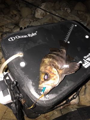 第5回鳴門メバルカップ