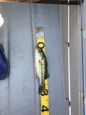 釣りをするにはいい季節になりましたね