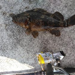 漁港岸の落とし込みで良型ガシラGET