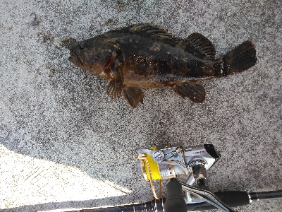 漁港岸の落とし込みで良型ガシラGET