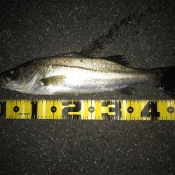 四日市バチパターン