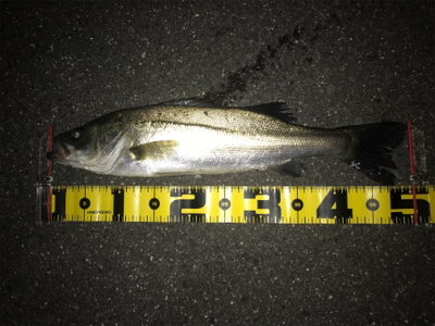 四日市バチパターン