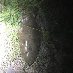 バイブレーションで平目