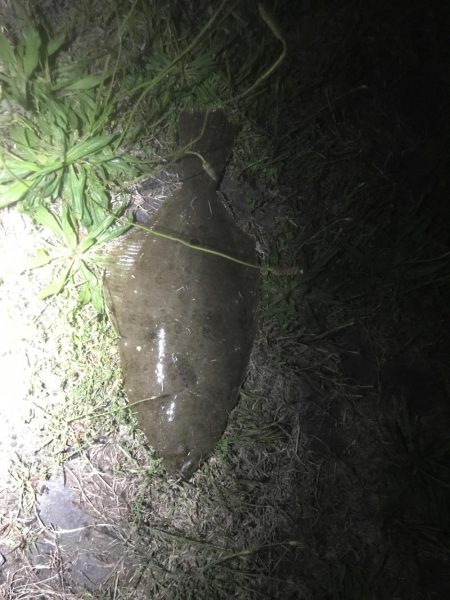 バイブレーションで平目