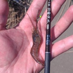 矢上川テナガエビ釣行