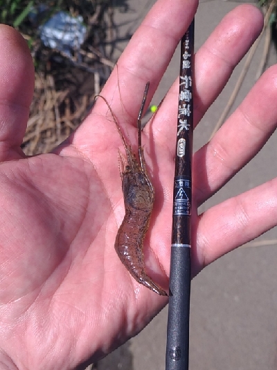 矢上川テナガエビ釣行