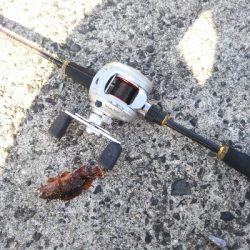 マイクロガシラ…