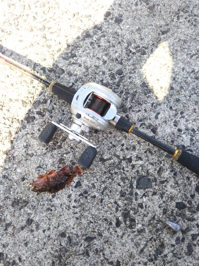 マイクロガシラ…