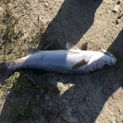 青物ねらいで・・・