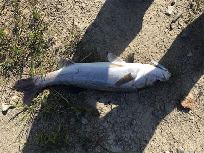 青物ねらいで・・・