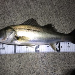 バチパターン開幕