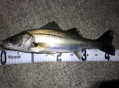 バチパターン開幕