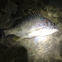 コウイカを求めて