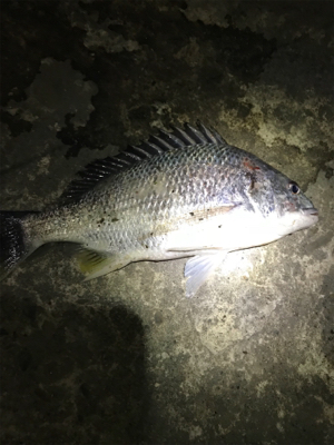 コウイカを求めて