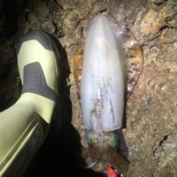 なんとか2杯kgUP