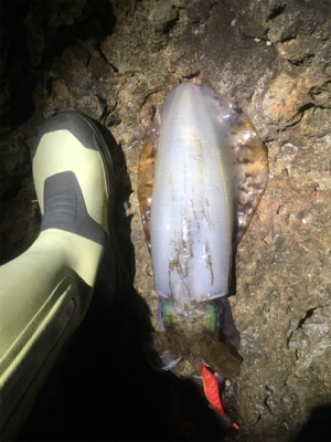 なんとか2杯kgUP