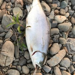 稚鮎パターン？